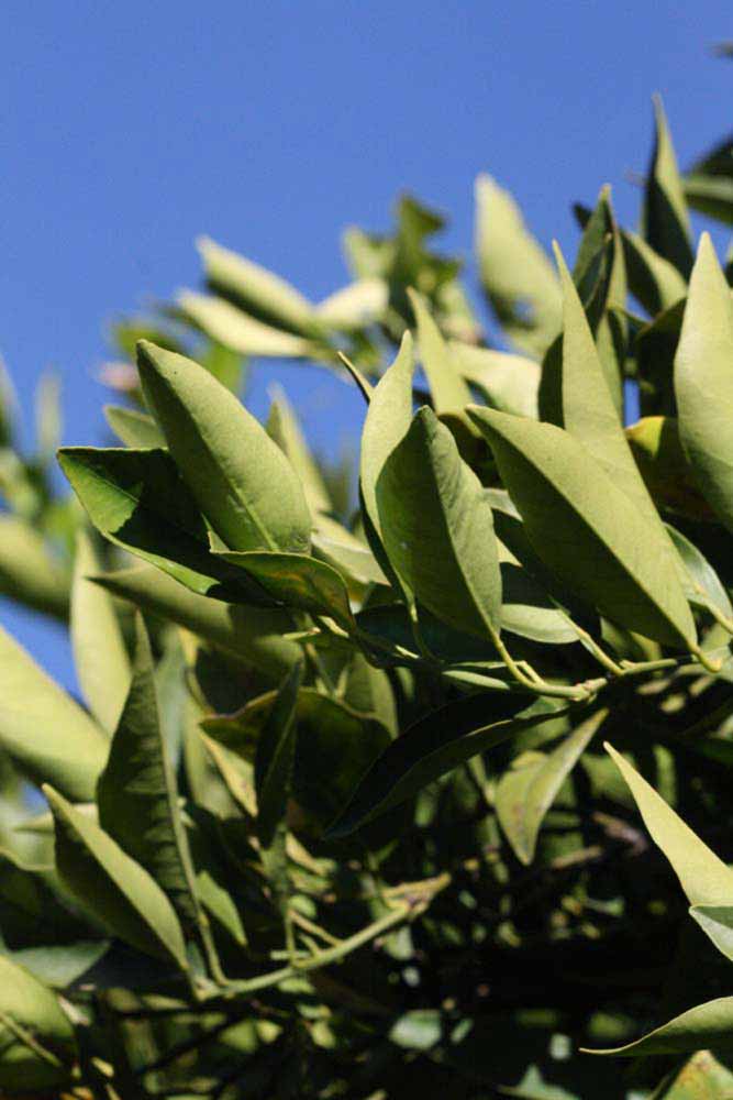            Sun leaves (Riverside, CA)   